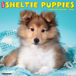 2026 Willow Creek Press Animals Monthly Wall Calendar, 12" x 12", Sheltie Puppies, January To December, 52754