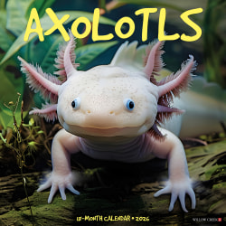 2026 Willow Creek Press Animals Monthly Wall Calendar, 12" x 12", Axolotls, January To December, 49990