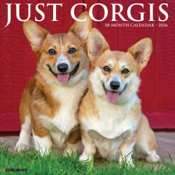 2026 Willow Creek Press Animals Monthly Wall Calendar, 12" x 12", Corgis, January To December, 50835