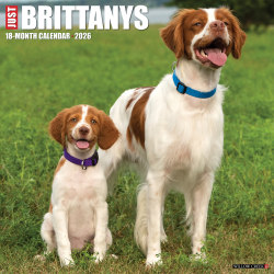 2026 Willow Creek Press Animals Monthly Wall Calendar, 12" x 12", Brittanys, January To December, 50385