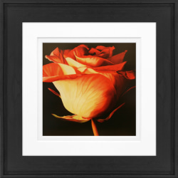 Timeless Frames Alexis Framed Floral Artwork, 8" x 8", Black Frame, Rose I