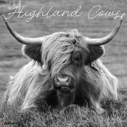 2026 Willow Creek Press Animals Monthly Wall Calendar, 12" x 12", Highland Cows B&W, January To December, 55847