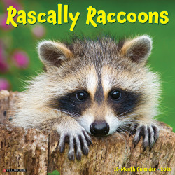 2026 Willow Creek Press Humor & Comics Monthly Wall Calendar, 12" x 12", Rascally Raccoons, January To December, 52570
