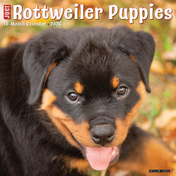 2026 Willow Creek Press Animals Monthly Wall Calendar, 12" x 12", Rottweiler Puppies, January To December, 52600