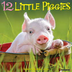 2026 Willow Creek Press Animals Monthly Wall Calendar, 12" x 12", 12 Little Piggies, January To December, 55298
