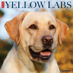 2026 Willow Creek Press Animals Monthly Wall Calendar, 12" x 12", Yellow Labs, January To December, 53355