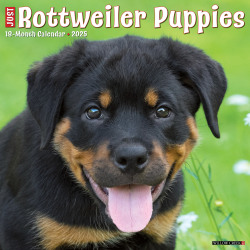 2025 Willow Creek Press Wall Calendar, 12" x 12", Rottweiler Puppies, January 2025 To December 2025, 44681