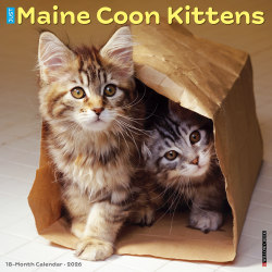 2026 Willow Creek Press Animals Monthly Wall Calendar, 12" x 12", Maine Coon Kittens, January To December, 51856