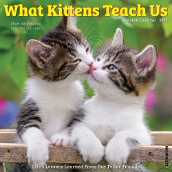 2025 Willow Creek Press Wall Calendar, 12" x 12", What Kittens Teach Us, January 2025 To December 2025, 45398