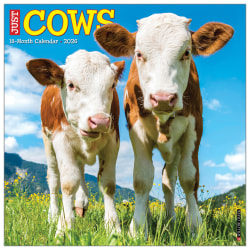 2026 Willow Creek Press Animals Monthly Wall Calendar, 12" x 12", Cows, January To December, 50903