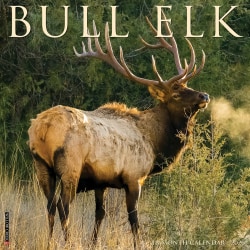 2026 Willow Creek Press Animals Monthly Wall Calendar, 12" x 12", Bull Elk, January To December, 50408