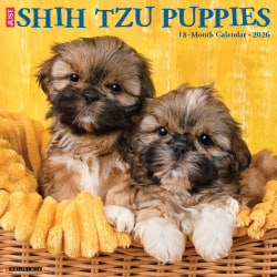 2026 Willow Creek Press Animals Monthly Wall Calendar, 12" x 12", Shih Tzu Puppies, January To December, 52778
