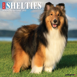 2026 Willow Creek Press Animals Monthly Wall Calendar, 12" x 12", Shelties, January To December, 52761