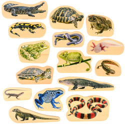 Tickit Wooden Reptile & Amphibian Blocks, Set Of 15