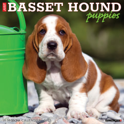 2025 Willow Creek Press Animals Monthly Wall Calendar, 12" x 12", Basset Hound Puppies, January To December, 41598