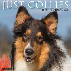 2026 Willow Creek Press Animals Monthly Wall Calendar, 12" x 12", Collies, January To December, 50804