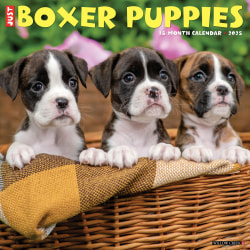 2025 Willow Creek Press Wall Calendar, 12" x 12", Boxer Puppies, January 2025 To December 2025, 41932