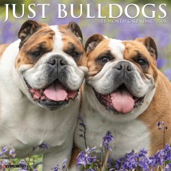 2025 Willow Creek Press Wall Calendar, 12" x 12", Bulldogs, January 2025 To December 2025, 42038