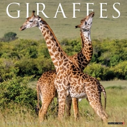 2026 Willow Creek Press Animals Monthly Wall Calendar, 12" x 12", Giraffes, January To December, 51276