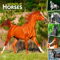 2025 BrownTrout 365 Days of Horses Monthly Plastic-Free Square Wall Calendar, 12" x 12", Horses, January to December 2025, 9781975477165