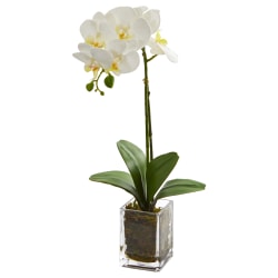 Nearly Natural Orchid Phalaenopsis 24"H Artificial Floral Arrangement With Vase, 24"H x 3-1/2"W x 3-1/2"D, Cream