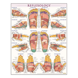 QuickStudy Human Anatomical Poster, English, Reflexology, 28" x 22"