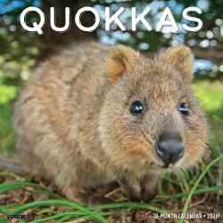 2026 Willow Creek Press Animals Monthly Wall Calendar, 12" x 12", Quokkas, January To December, 52532