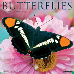 2026 Willow Creek Press Animals Monthly Wall Calendar, 12" x 12", Butterflies, January To December, 50453