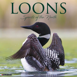 2026 Willow Creek Press Animals Monthly Wall Calendar, 12" x 12", Loons, January To December, 51832