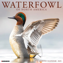 2025 Willow Creek Press Wall Calendar, 12" x 12", Waterfowl, January 2025 To December 2025, 45305