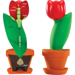 Learning Resources Cross-Section Flower Model