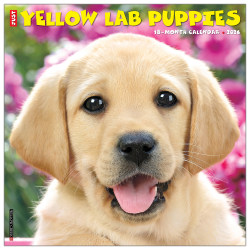 2026 Willow Creek Press Animals Monthly Wall Calendar, 12" x 12", Yellow Lab Puppies, January To December, 53348