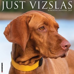 2025 Willow Creek Press Monthly Wall Calendar, 12" x 12", Vizslas, January 2025 To December 2025, 45268