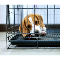 Floortex® P-Tex Polycarbonate Dog Crate Floor Protector, 35" x 47", Clear