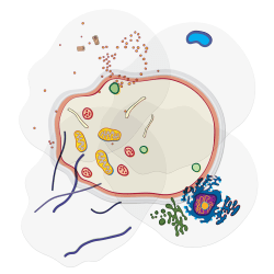 Roylco See-Through Cell Builder, Animal
