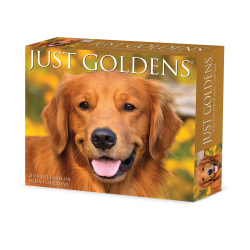 2024 Willow Creek Press Page-A-Day Daily Desk Calendar, 5" x 6", Goldens, January To December