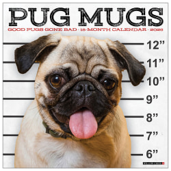 2026 Willow Creek Press Animals Monthly Wall Calendar, 12" x 12", Pug Mugs, January To December, 52488