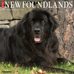 2026 Willow Creek Press Animals Monthly Wall Calendar, 12" x 12", Newfoundlands, January To December, 52174