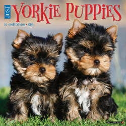 2026 Willow Creek Press Animals Monthly Wall Calendar, 12" x 12", Yorkie Puppies, January To December, 53362