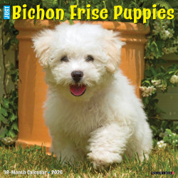 2026 Willow Creek Press Animals Monthly Wall Calendar, 12" x 12", Bichon Frise Puppies, January To December, 50231