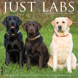 2026 Willow Creek Press Animals Monthly Wall Calendar, 12" x 12", Labs, January To December, 51733