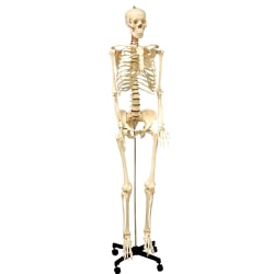 Supertek Life Size Human Skeleton Model with Key, Rod Mount