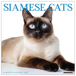 2026 Willow Creek Press Animals Monthly Wall Calendar, 12" x 12", Siamese Cats, January To December, 52785