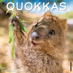 2025 Willow Creek Press Monthly Wall Calendar, 12" x 12", Quokkas, January 2025 to December 2025, 46562