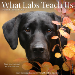 2025 Willow Creek Press Monthly Wall Calendar, 12" x 12", What Labs Teach Us, January 2025 to December 2025, 45404