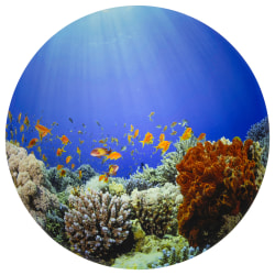 Tickit Under The Sea Discovery Play Mat, 26.4"