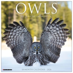 2026 Willow Creek Press Animals Monthly Wall Calendar, 12" x 12", Owls, January To December, 52266