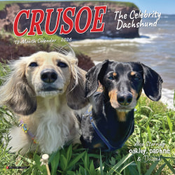 2026 Willow Creek Press Monthly Mini Wall Calendar, 7" x 7", Crusoe the Celebrity Dachshund, January To December, 53539