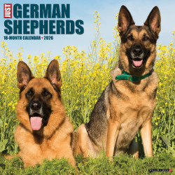 2026 Willow Creek Press Animals Monthly Wall Calendar, 12" x 12", German Shepherds, January To December, 51238