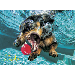 Willow Creek Press 1,000-Piece Puzzle, 26-5/8" x 19-1/4", Underwater Dogs: Rhoda